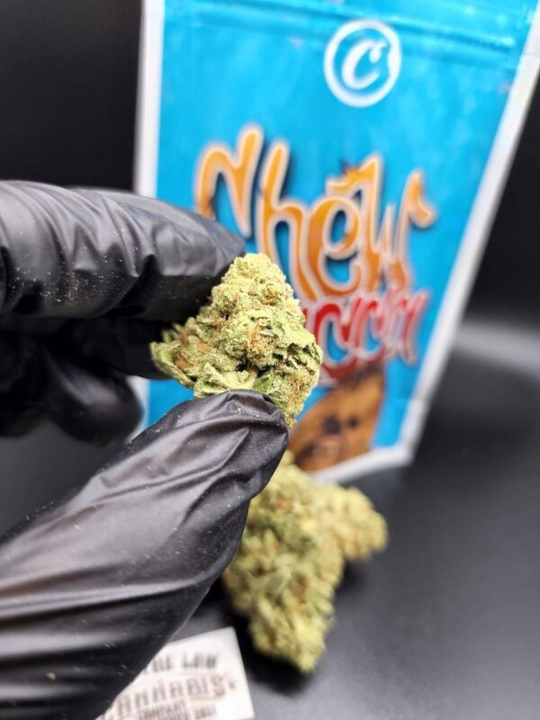 Cannabis sativa