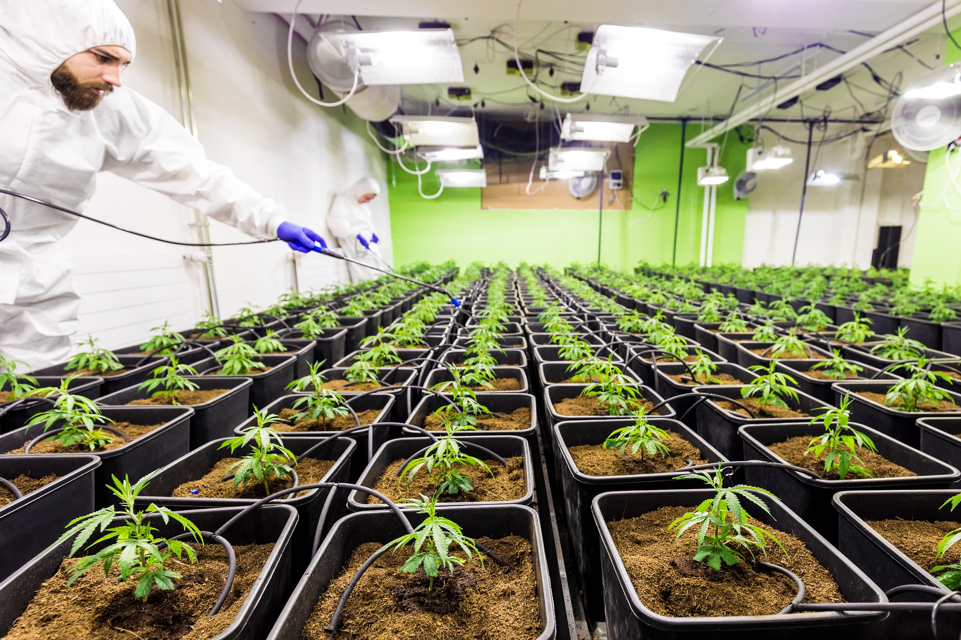 cannabis green house